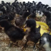 جوجه مرغ خروس اردک بوقلمون
