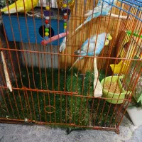 قناری|پرنده|اهواز, چهارصد دستگاه|دیوار