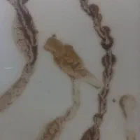 پیشگویی قهوه تاروت