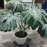 سلام دوعدد برگ انجیری منسترا ویک زاموفیلا