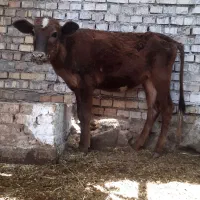 گوساله جرسی ماده