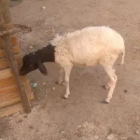 بره ماده کنگان