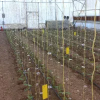 گلخانه مقیاس کوچک|مصالح و تجهیزات ساختمان|ارسنجان, |دیوار