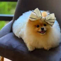 میکی خانوم رایگان واگذار میشود