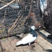 کبوتر طوقی و مگسی
