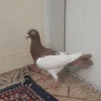 یهودی سرخ نر