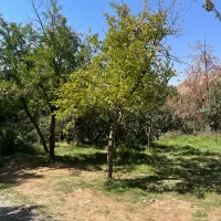 تور بوژان نیشابور