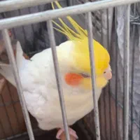 عروس هلندی ماده سخنگو|پرنده|چهارباغ, |دیوار