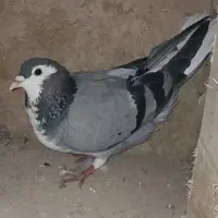 دمگیر خرقه درجه یک