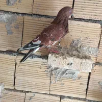 چنتا پرنده گرفتنی کله ای سرخ وسیاه هندی سبز|پرنده|بندر ماهشهر, |دیوار