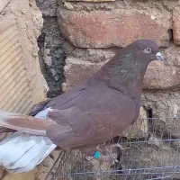 کبوتر‌پرشی‌گرو.سرخ‌.سبز‌.