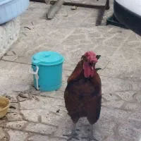 مرغ و خروس محلی