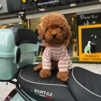 سگ پودل توی اصل