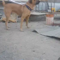 پژدرواگذاری|سگ|نسیمشهر, |دیوار