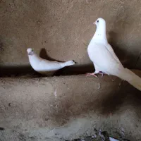 کبوتر ناب پرشی
