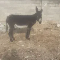 خره گله‌ای