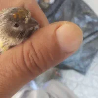 فروش فوری سهره گلبسر نر سینه سرخ