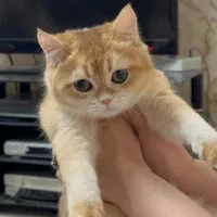 گربه بریتیش نر ny12