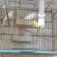 قناری ماده درجه یک سفید و طلایی|پرنده|خورموج, |دیوار