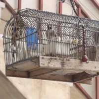 سهره نر بخون سه دانگ1سال قفس فروش فوری