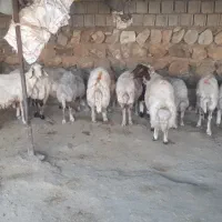 فروش|حیوانات مزرعه|سیوان, |دیوار