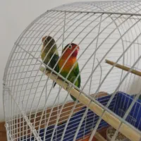 طوطی کوتوله مولد