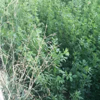 یونجه