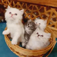 بچه گربه پرشین خانگی|گربه|کرج, بنیاد|دیوار