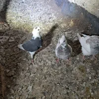 جوجه و کلنه|پرنده|نیشابور, ابراهیم ادهم|دیوار