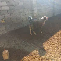 بره قوچ|حیوانات مزرعه|قلقل رود, |دیوار
