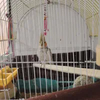 عروس هلندی ماده