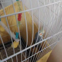 یک جفت عروس هلندی