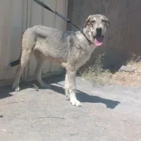 سگ عراقی پژدر