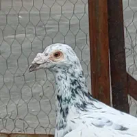 کبوتر سار کاریر فریمان