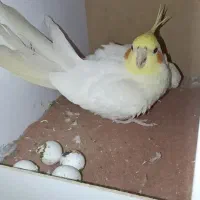 عروس هلندی لوتینو نر|پرنده|تهران, امیریه|دیوار