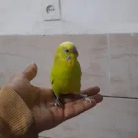 توان نگه داری ندارم