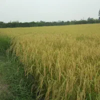 شالیزاری واقع در جاده جویبار بعد از تعویض پلاک|فروش دفتر صنعتی، کشاورزی، تجاری|ساری, |دیوار