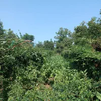 1218متر زمین و خانه ویلایی در لیسار زیبا|فروش خانه و ویلا|لیسار, |دیوار