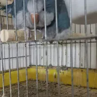 راهب مولد ابی|پرنده|تبریز, |دیوار