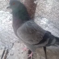 کفتر پرند|پرنده|سپیدان, |دیوار