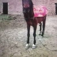 اسب|اسب و تجهیزات اسبسواری|تربتحیدریه, رضاشهر|دیوار