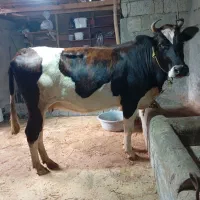 گاو دورگ 7ماه ابستن