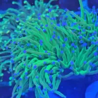 مرجان آکواریوم ابشور اب شور|ماهی|تهران, خزانه|دیوار