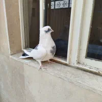 کبوتر سرور|پرنده|ری, شهرک نظامی|دیوار