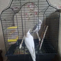 عروس هلندی آلبینو|پرنده|مشهد, جاهد شهر|دیوار