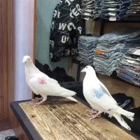 ی جفت کفتر خوب کار درست|پرنده|تهران, امام زاده عبدالله|دیوار