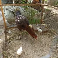 مرغ لاری کرچ با ۶ تا جوجه