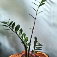 گلهای آپارتمانی مناسب هدیه|گل و گیاه طبیعی|ارومیه, |دیوار