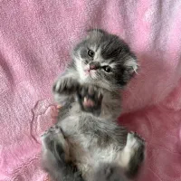 اسکاتیش بریتیش