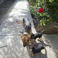 سگ ژرمن با توله